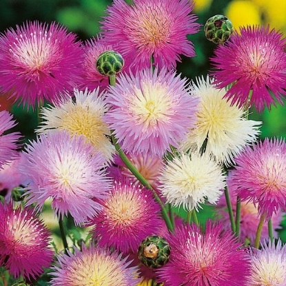 Picture of Sweet Sultan - Crown Mixture